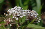 Swamp milkweed